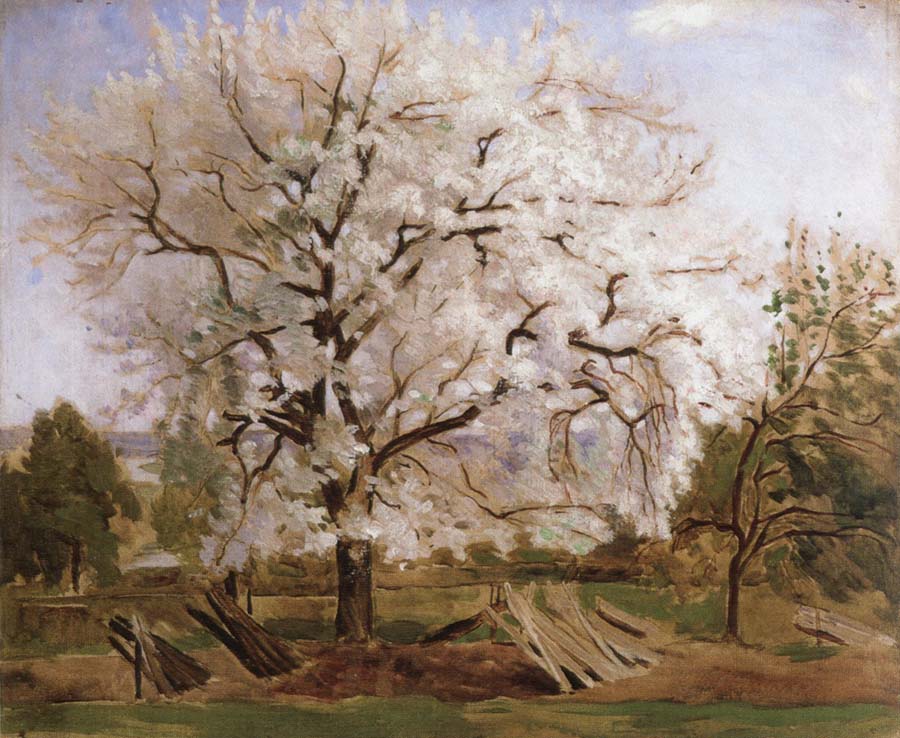 apple tree in blossom